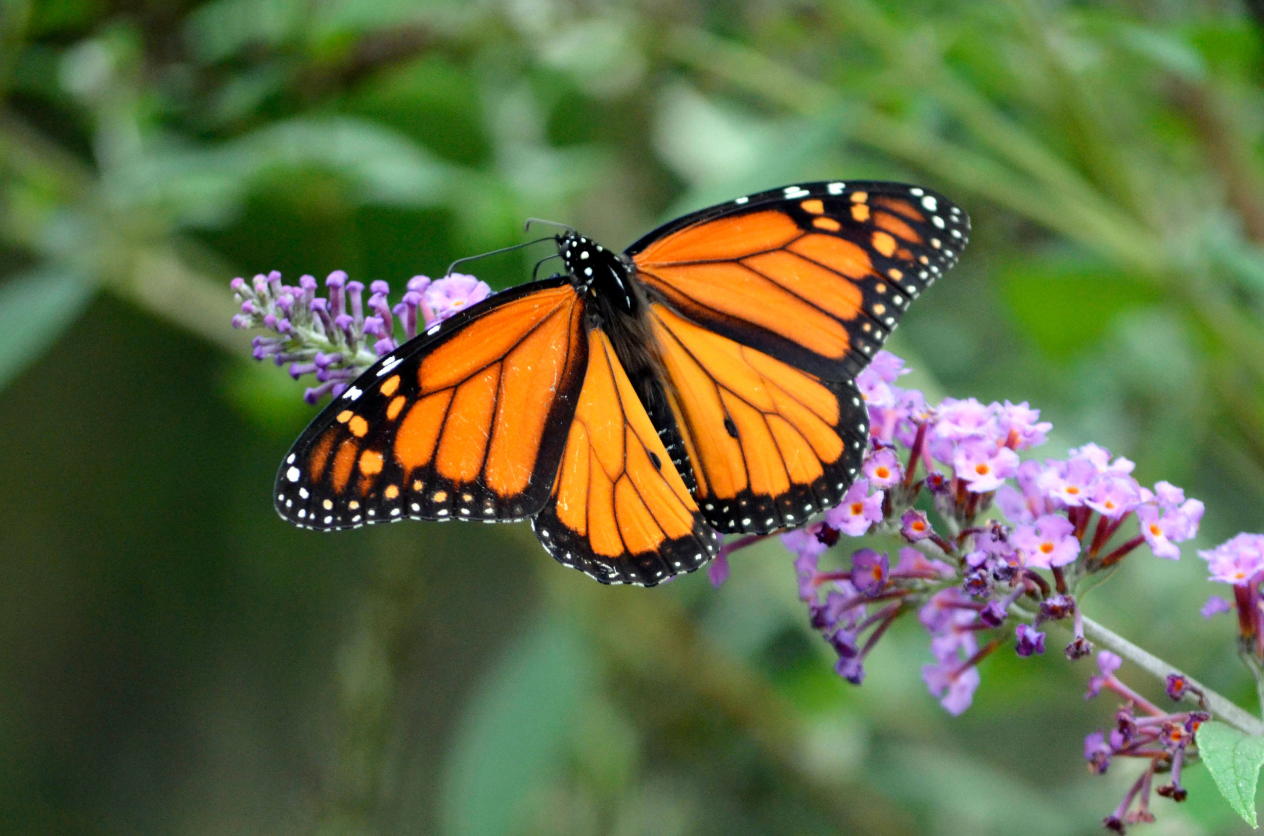 butterfly-on-flowers